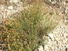 Santolina chamaecyparissus