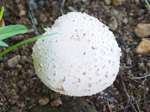 Agaricaceae