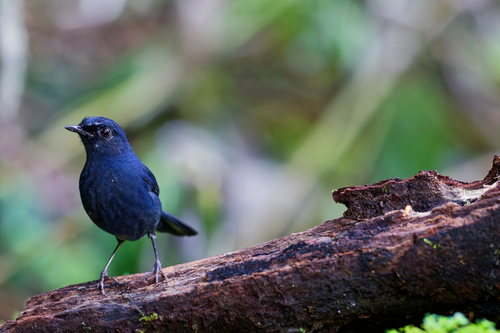Bornean Shortwing (Brachypteryx erythrogyna), photo 6