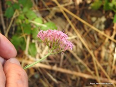 Centranthus lecoqii