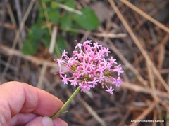 Centranthus lecoqii