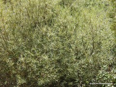 Salix eleagnos