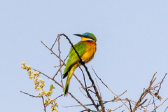Merops lafresnayii