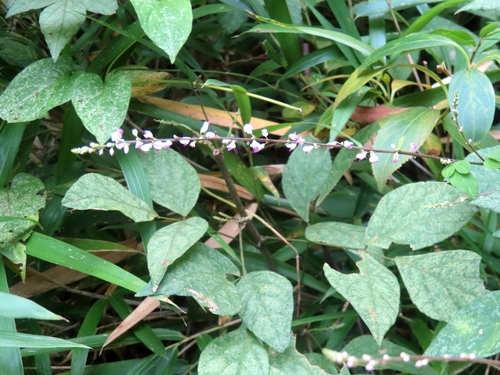 Hylodesmum podocarpum, photograph 5