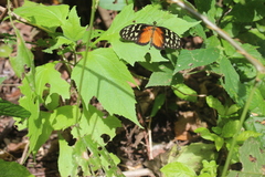 Heliconius hecale zuleika