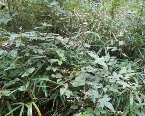 Hylodesmum podocarpum, photograph 6
