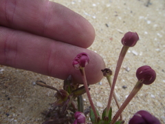 Zaluzianskya maritima