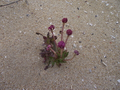 Zaluzianskya maritima