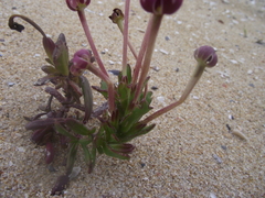 Zaluzianskya maritima