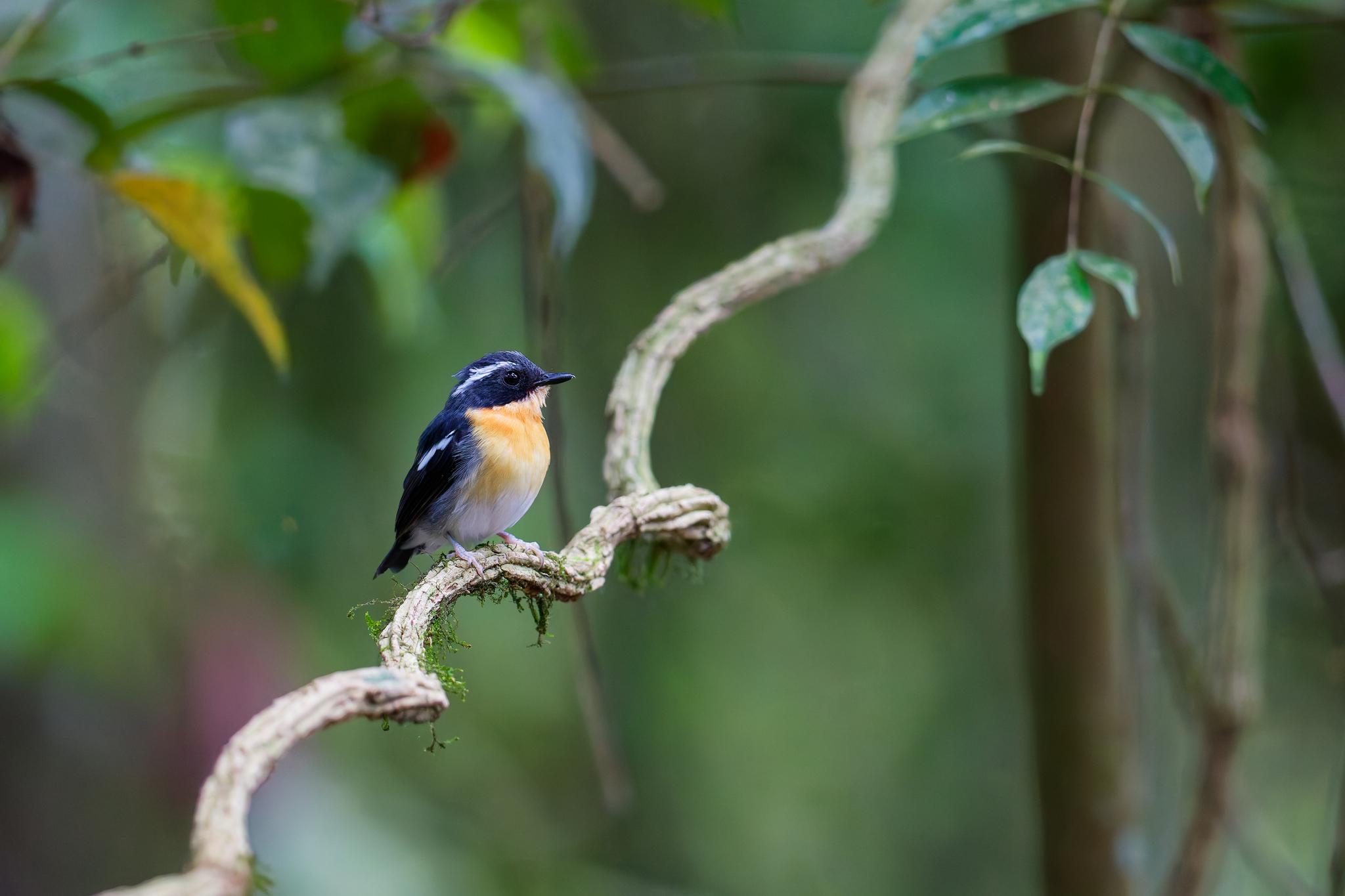 Rufous-chested Flycatcher (Ficedula dumetoria), photo 3