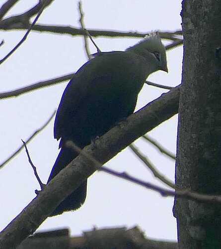 Livingstone's Turaco (Tauraco livingstonii)