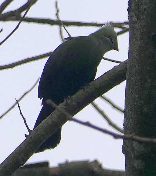 Livingstone's Turaco (Tauraco livingstonii), photo 1