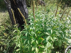 Veronicastrum sibiricum
