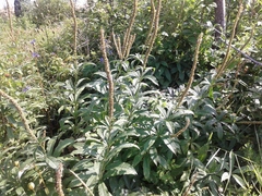 Veronicastrum sibiricum