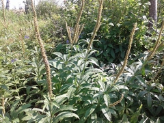 Veronicastrum sibiricum