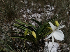 Angraecum protensum image