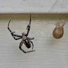 Argiope aurantia image