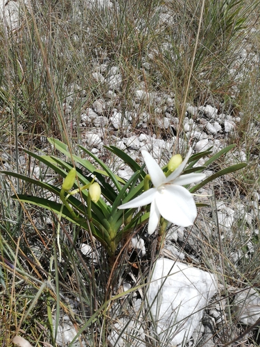 Angraecum protensum