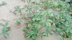 Psoralea repens