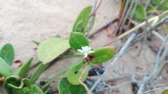 Cynanchum natalitium