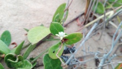 Cynanchum natalitium