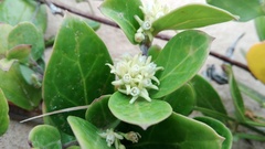 Cynanchum natalitium