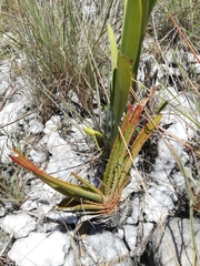 Aloe compressa image