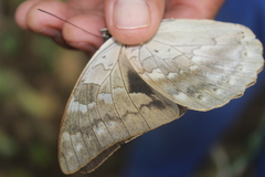 Archaeoprepona demophoon gulina