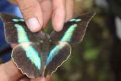 Archaeoprepona demophoon gulina