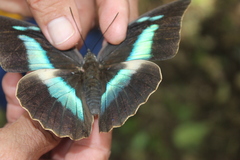 Archaeoprepona demophoon gulina