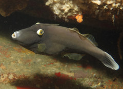 Eubalichthys bucephalus