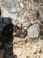 Madagascarophis colubrinus