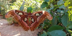 Attacus taprobanis