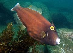 Eubalichthys bucephalus