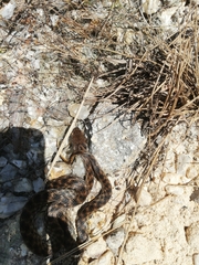 Madagascarophis colubrinus