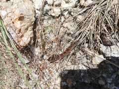 Madagascarophis colubrinus