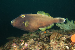 Eubalichthys bucephalus