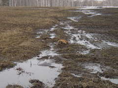 Marmota kastschenkoi