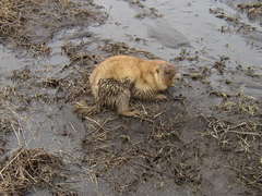 Marmota kastschenkoi
