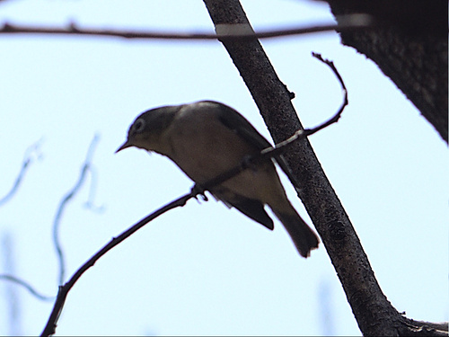 iNaturalist image