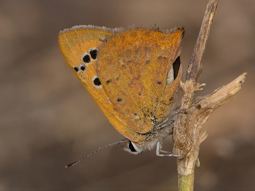 Small Copper