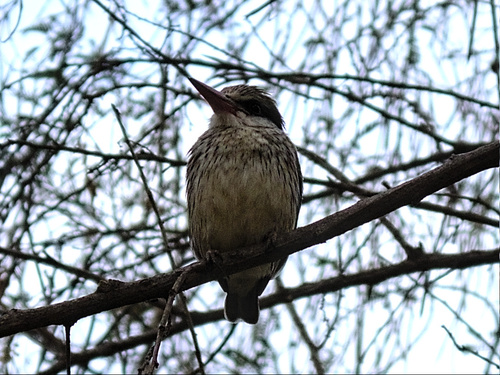 Striped Kingfisher