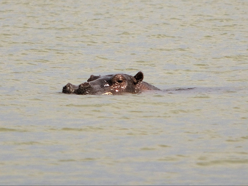 Common Hippopotamus