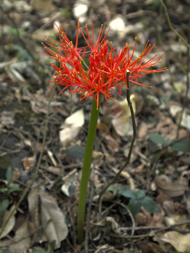 Bloodlily