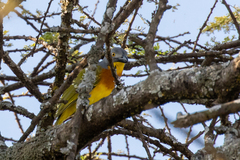 Malaconotus blanchoti