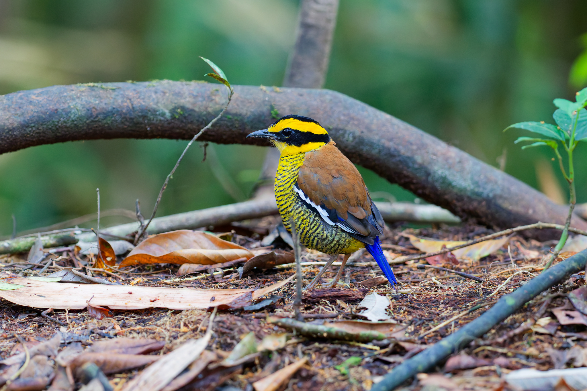 Bornean Banded Pitta (Hydrornis schwaneri), photo 1