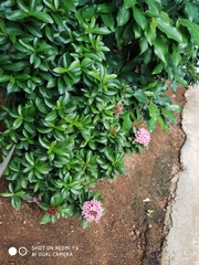 Ixora coccinea
