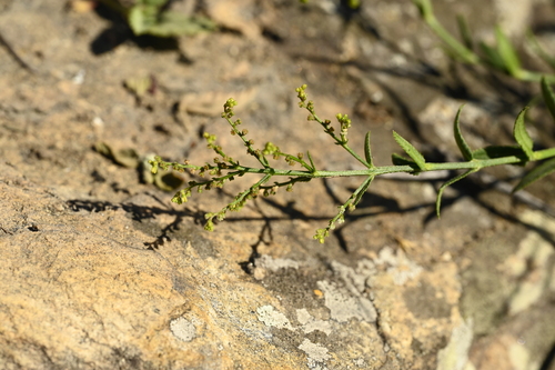 chinese raspwort (Gonocarpus chinensis)