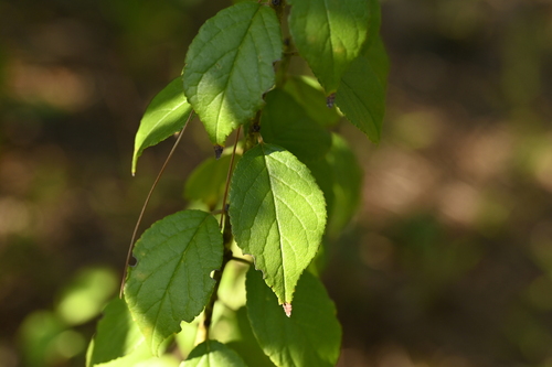 Japanese Bush Cherry (Prunus japonica)