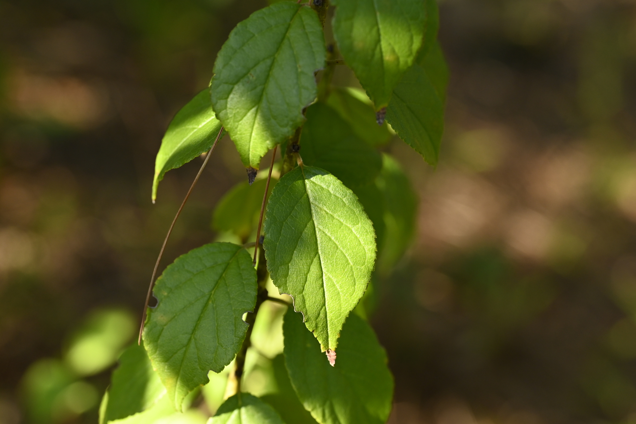 Japanese Bush Cherry (Prunus japonica)